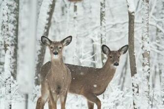Flag Our Talented Big Bucks In Snow Wallpaper Vermont