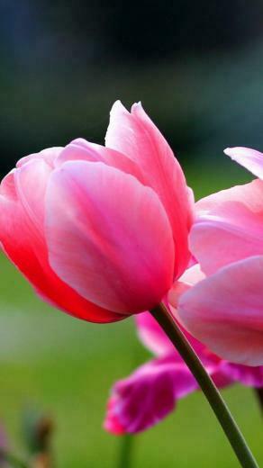 Wallpaper Android Spring Flowers