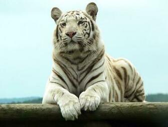 White Tiger Wallpaper