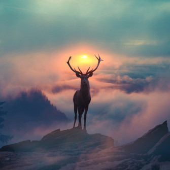 Reindeer Morning Glory Wallpaper HD Photography 4k Image