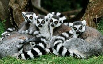 Lemur Computer Wallpaper Desktop Background
