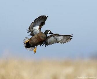 Go Back Gallery For Delta Waterfowl Wallpaper