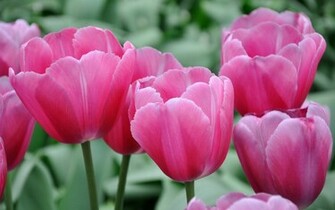 Pink Tulips Wallpaper