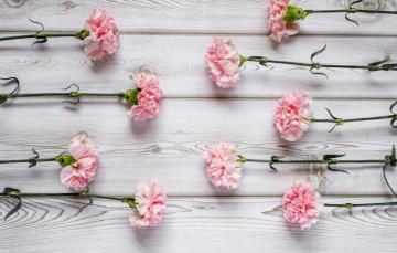 Wallpaper Flowers Pink Wood Carnation Image For