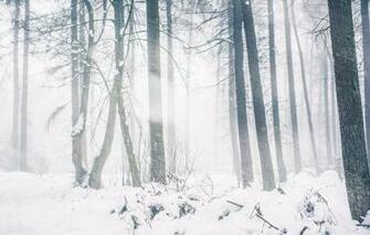 Wallpaper Winter Forest Light Snow Trees Landscape Branches