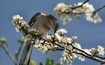 Mockingbird Wallpaper Stock Photos