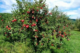 Pictures Of An Apple Trees Fruit Tree With Ripe Red