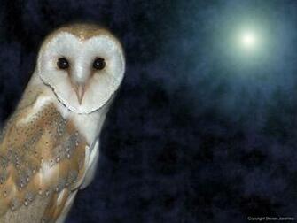 Barn Owl Wallpaper Jpg