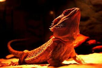 Bearded Dragon By Michaelvinther