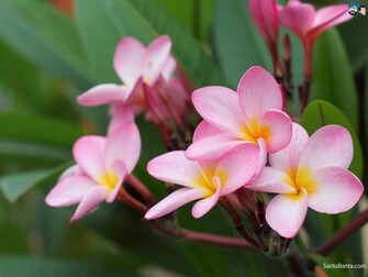 Frangipani Wallpaper