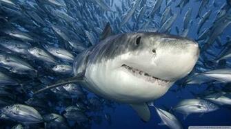 Great White Shark Phone Wallpaper By Stevegonquik