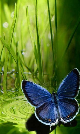 Cell Phone Wallpaper Of Cartoons Birds And Animals