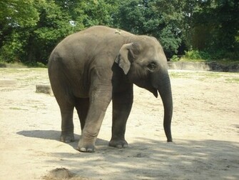 Indian Elephant Pictures HD Wallpaper In Animals Imageci