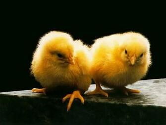 See Animal And Birds Wallpaper Desktop