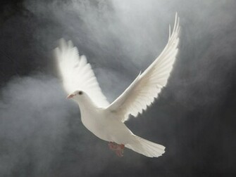 White Dove Wallpaper Desktop