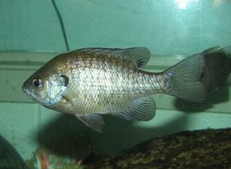Bluegill Wallpaper