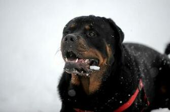 Rottweiler Wallpaper