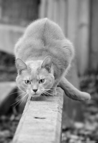 Cat Prowling On A Rail Screensaver For Amazon Kindle Dx