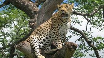 Animal Leopard 1080p Wallpaper Pic Photosjunction