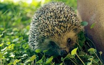 Hedgehog Wallpaper