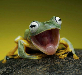 Funny Frog With Mouth Open Picture Wallpaper