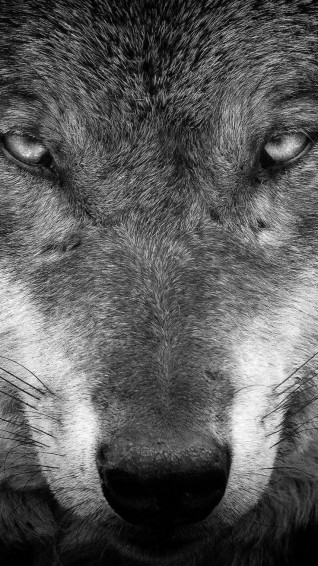 Wolf Wallpaper For iPhone