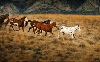 Running Horses Wallpaper Animals HD Desktop