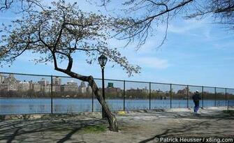Spring In The Central Park New York Usa