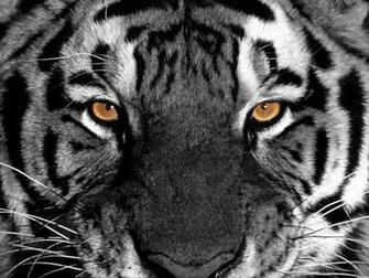 Tiger Eyes Wallpaper