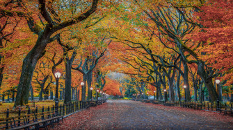 Autumn Colors In Nature Herbst Park New York City Usa 4k Ult