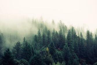 Pics Photos Misty Forest Wallpaper