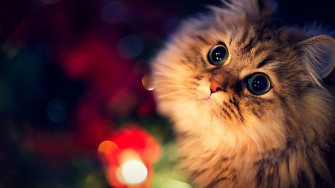 Cute Cat Wallpaper