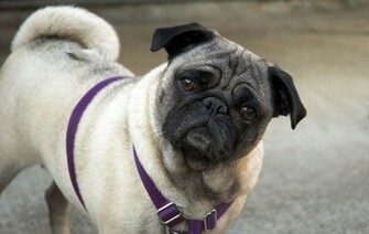 Cute Pug Wallpaper 4k Ultra HD Now