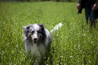 Pin Sheltie Wallpaper