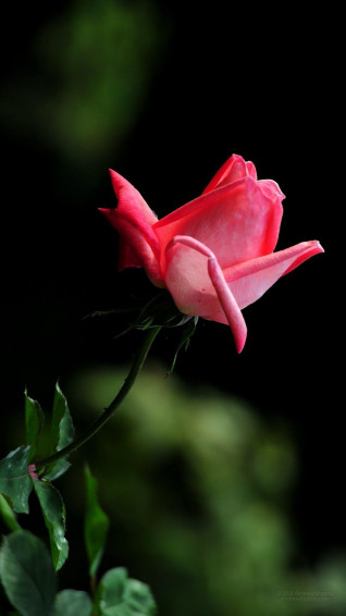 Cute Roses Flowers Wallpaper
