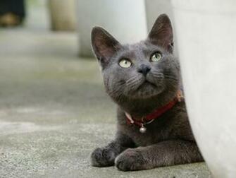 Korat Wallpaper