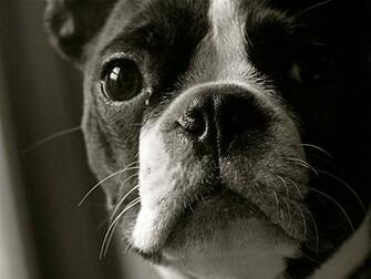 Boston Terrier Wallpaper HD