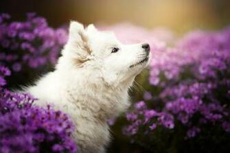 Samoyed HD Wallpaper Background Image Id