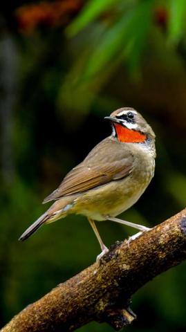 Wallpaper Nightingale Bird Feathers Bright