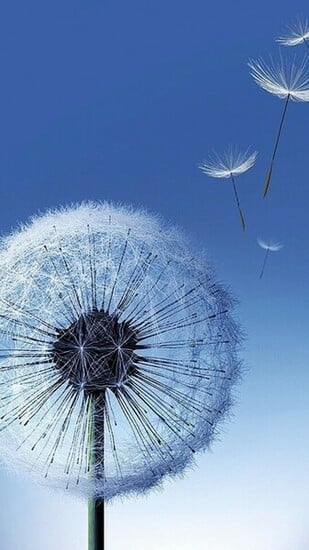 Dandelion Seeds Blowing Wallpaper Related Pictures