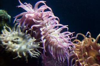 And Sea Anemone Wallpaper Wide Clownfish HD