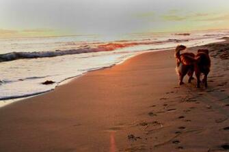 Dogs On Beach Wallpaper