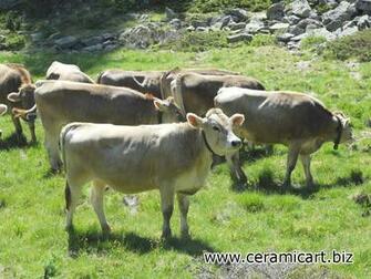 Cow Wallpaper Image And Animals Pictures