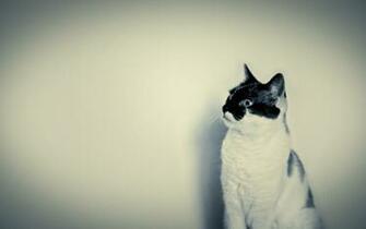 Cute Black And White Cat Desktop Pc Mac Wallpaper