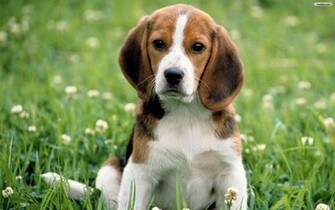 Youwall Beagle Wallpaper Photo