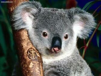 Cute Koala Bear HD Wallpaper