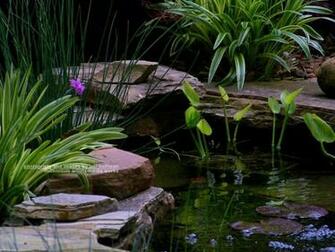 Koi Pond Wallpaper