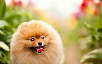Pomeranian Dog Wallpaper HD