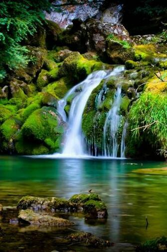 Forest iPhone HD Wallpaper