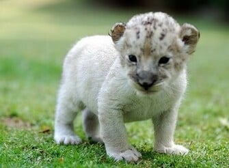 Desktop Background Wallpaper Cute White Lion Cubs
